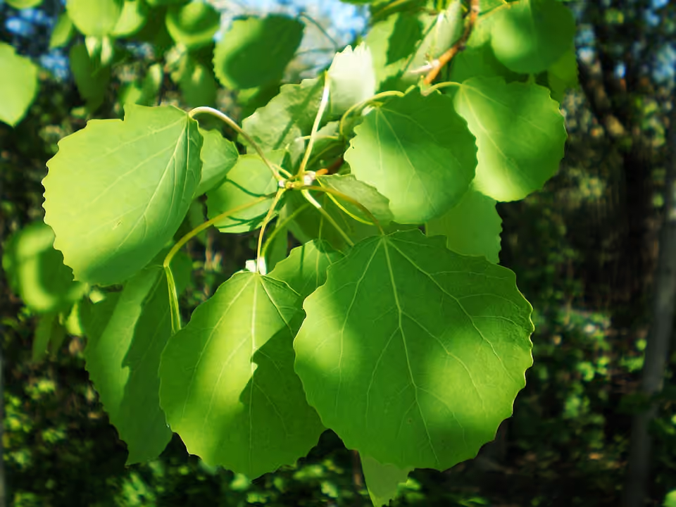 Feuilles de peuplier tremble vues de près Feuilles de peuplier tremble vues de près.