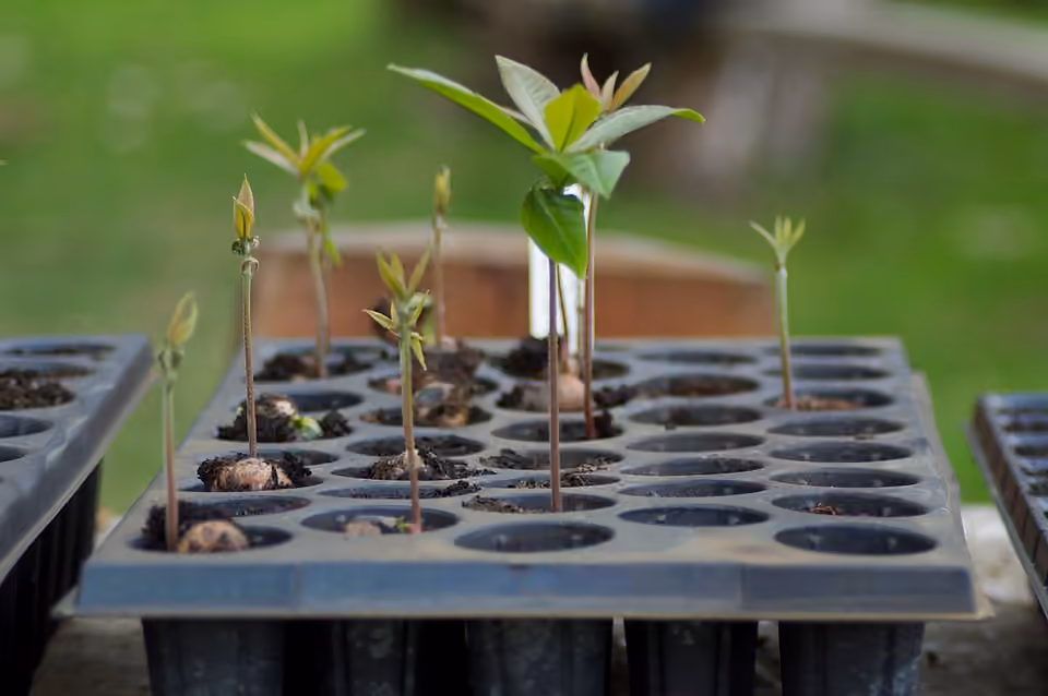 Jeunes plantules de chêne orientant leur croissance vers la lumière Jeunes plantules de chêne orientant leur croissance vers la lumière.