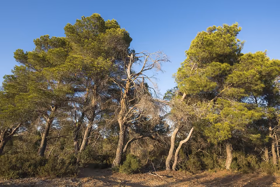 Bosquet de pins d’Alep aux troncs inclinés à Pinet, dans l’Hérault Bosquet de pins d’Alep aux troncs inclinés à Pinet, dans l’Hérault.