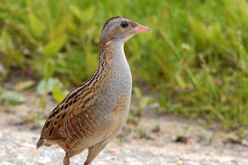 Râle des genêts dans une végétation herbacée Râle des genêts dans une végétation herbacée.