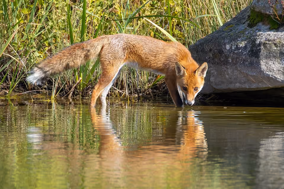Renarde rousse penchée au bord d’un plan d’eau Renarde rousse penchée au bord d’un plan d’eau.