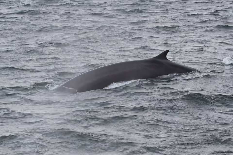 Rorqual commun à la surface du Saint-Laurent Rorqual commun à la surface du Saint-Laurent.