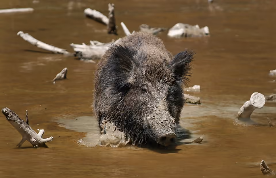 Sanglier au pelage sombre avançant dans une eau boueuse Sanglier au pelage sombre avançant dans une eau boueuse.