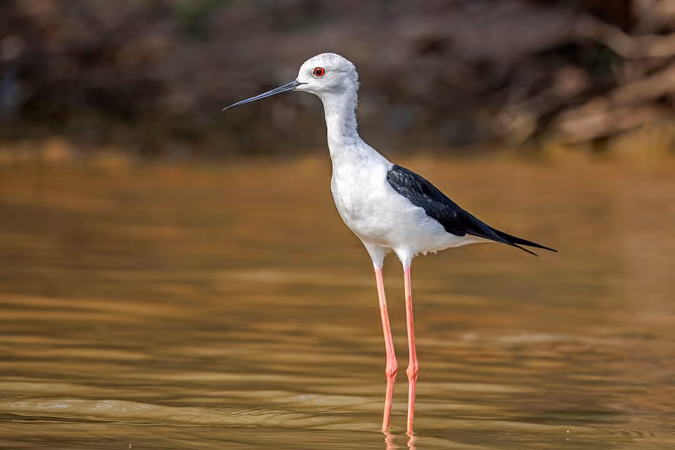 Échasse blanche aux longues pattes roses dans un milieu aquatique Échasse blanche aux longues pattes roses dans un milieu aquatique.