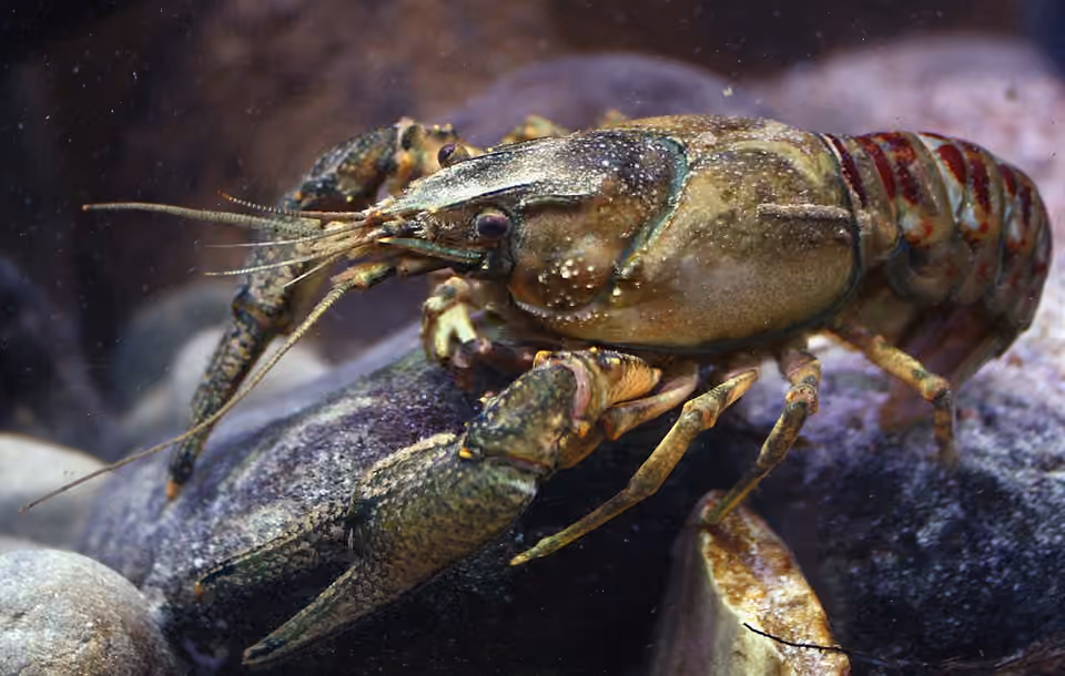 Écrevisse américaine sous l’eau, avec ses pinces et son abdomen marqué de bandes rougeâtres Écrevisse américaine sous l’eau, avec ses pinces et son abdomen marqué de bandes rougeâtres.