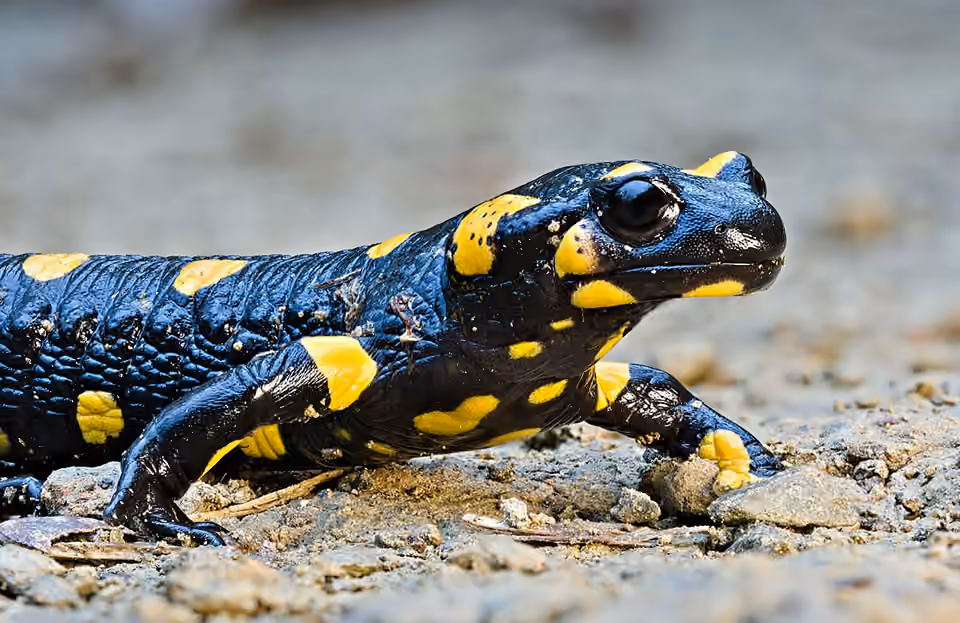 Salamandre tachetée noire et jaune photographiée au ras du sol Salamandre tachetée noire et jaune photographiée au ras du sol.