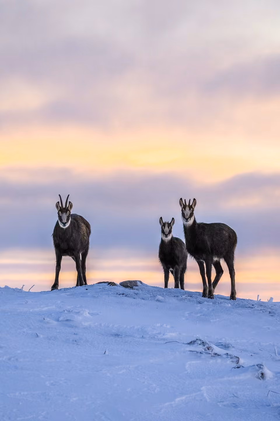 Famille de chamois dans la neige sous une lumière dorée Famille de chamois dans la neige sous une lumière dorée.