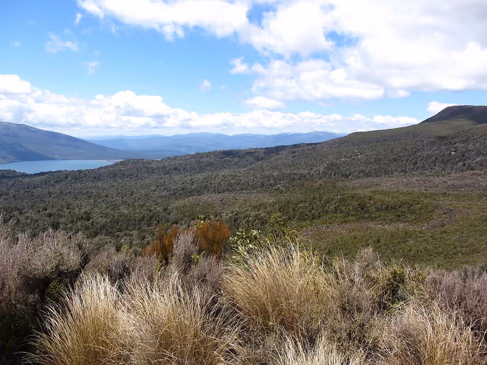 Limite entre un boisement montagnard et la végétation plus basse du versant Limite entre un boisement montagnard et la végétation plus basse du versant.