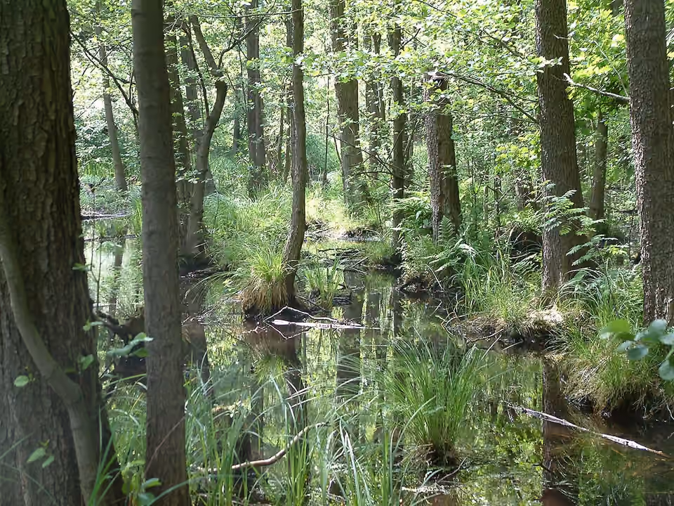 Aulnaie humide dans la vallée de la Briese, près de Birkenwerder Aulnaie humide dans la vallée de la Briese, près de Birkenwerder.