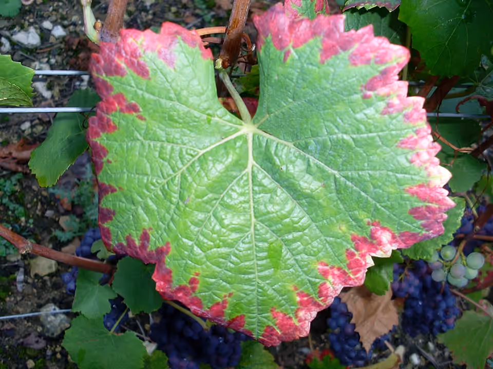 Feuille de vigne aux zones décolorées, photographiée dans un vignoble bourguignon Feuille de vigne aux zones décolorées, photographiée dans un vignoble bourguignon.