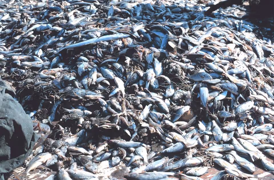 Des poissons et d’autres animaux marins pris avec une pêche à la crevette Des poissons et d’autres animaux marins pris avec une pêche à la crevette.