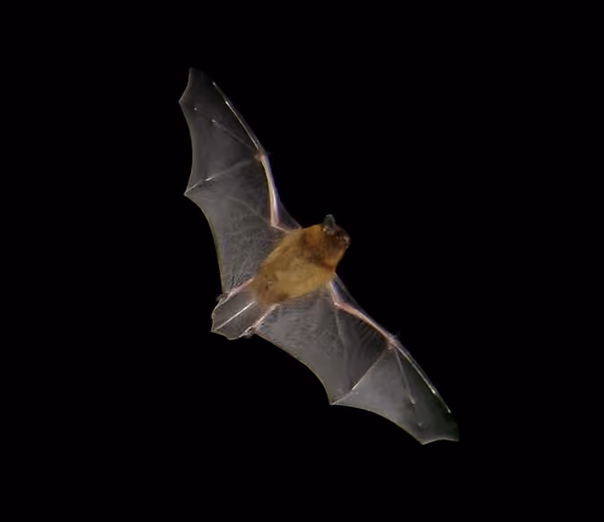 Pipistrelle commune en vol au crépuscule en Bretagne Pipistrelle commune en vol au crépuscule en Bretagne.