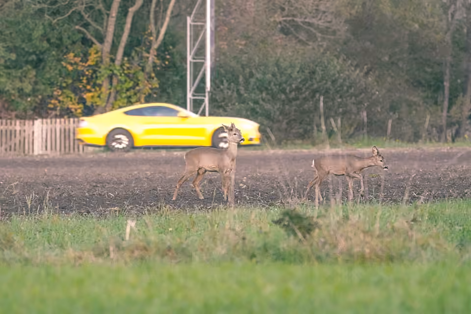 Chevreuil se tient dans un champ avec une voiture visible à l’arrière-plan Un chevreuil se tient dans un champ avec une voiture visible à l’arrière-plan.