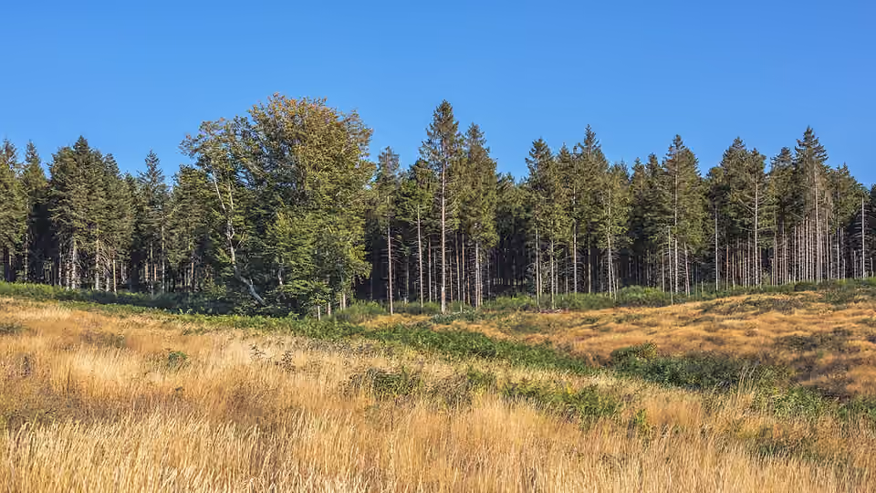 Forêt d’épicéas communs près du lac de Vézoles, à Prémian dans l’Hérault Forêt d’épicéas communs près du lac de Vézoles, à Prémian dans l’Hérault.
