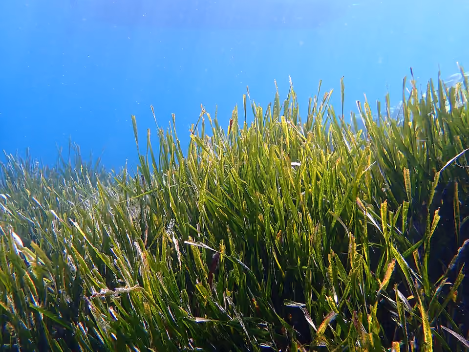 Herbier sous-marin de posidonie en Méditerranée Un herbier sous-marin de posidonie en Méditerranée.