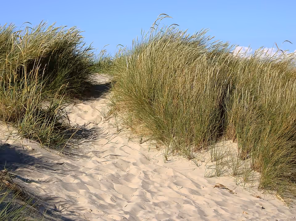 Dune blanche colonisée par l’oyat à Grenen, au Danemark Dune blanche colonisée par l’oyat à Grenen, au Danemark.