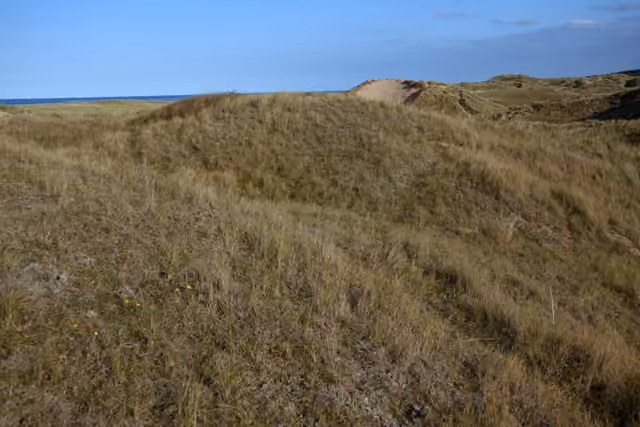 Dune grise stabilisée par la végétation et les lichens Dune grise stabilisée par la végétation et les lichens.