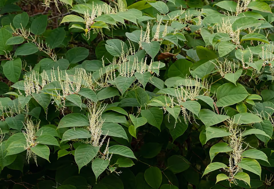 Massif de renouée du Japon dans un jardin à Brastad, en Suède Massif de renouée du Japon dans un jardin à Brastad, en Suède.