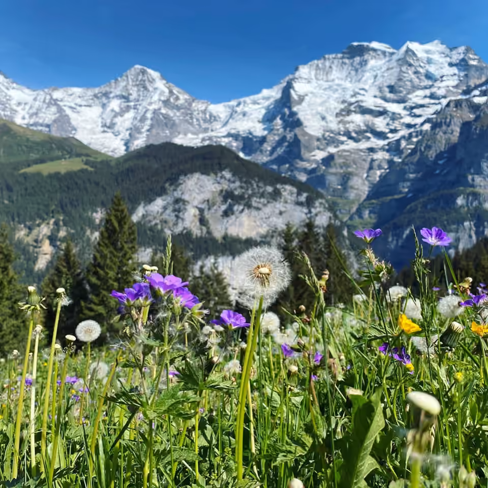 Fleurs de montagne dans la région du Gällihorn, près de Kandersteg en Suisse Fleurs de montagne dans la région du Gällihorn, près de Kandersteg en Suisse.