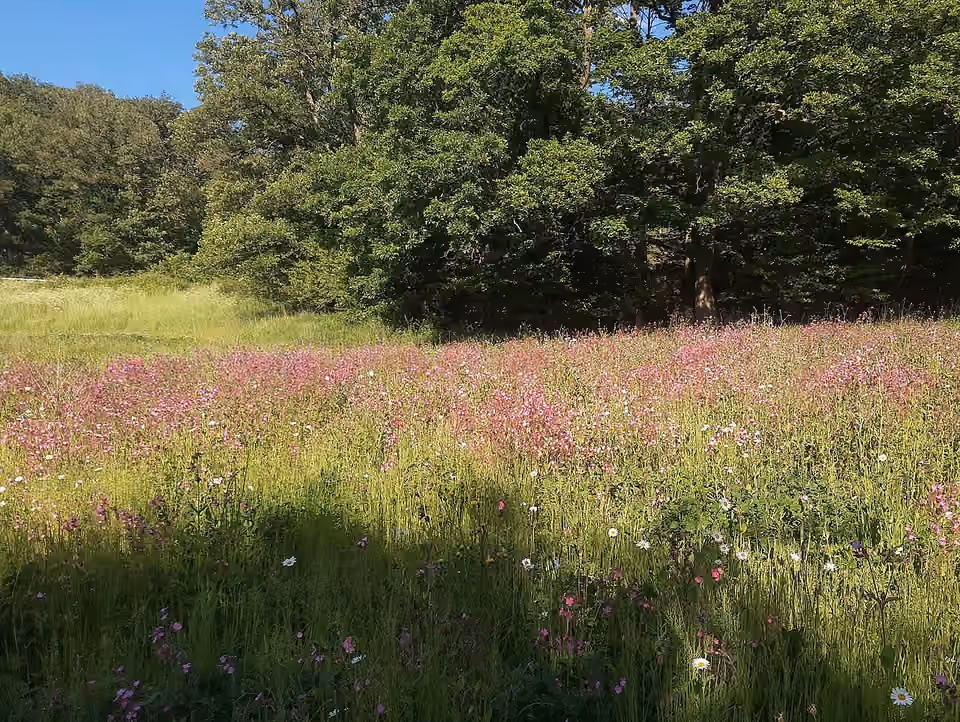 Prairie fleurie à Oberauroff, avec différentes fleurs parmi les herbes Prairie fleurie à Oberauroff, avec différentes fleurs parmi les herbes.