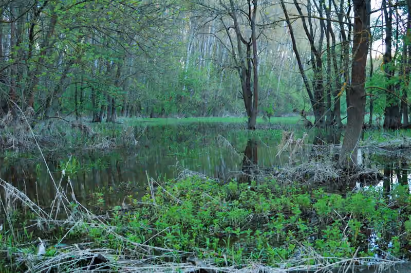 Forêt inondée au bord de la Morava au printemps Forêt inondée au bord de la Morava au printemps.