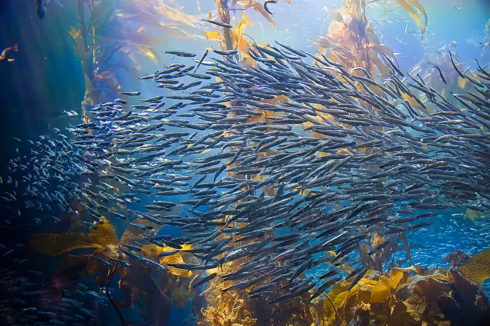 Poissons évoluant parmi de grandes algues d’une forêt sous-marine Poissons évoluant parmi de grandes algues d’une forêt sous-marine.