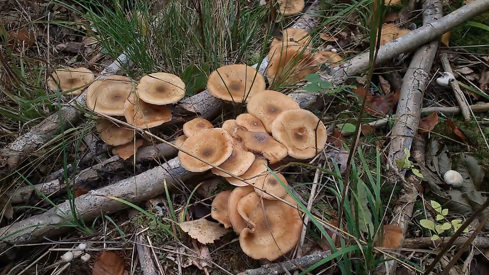 Champignons parmi les feuilles mortes dans la forêt de Marselisborg Champignons parmi les feuilles mortes dans la forêt de Marselisborg.