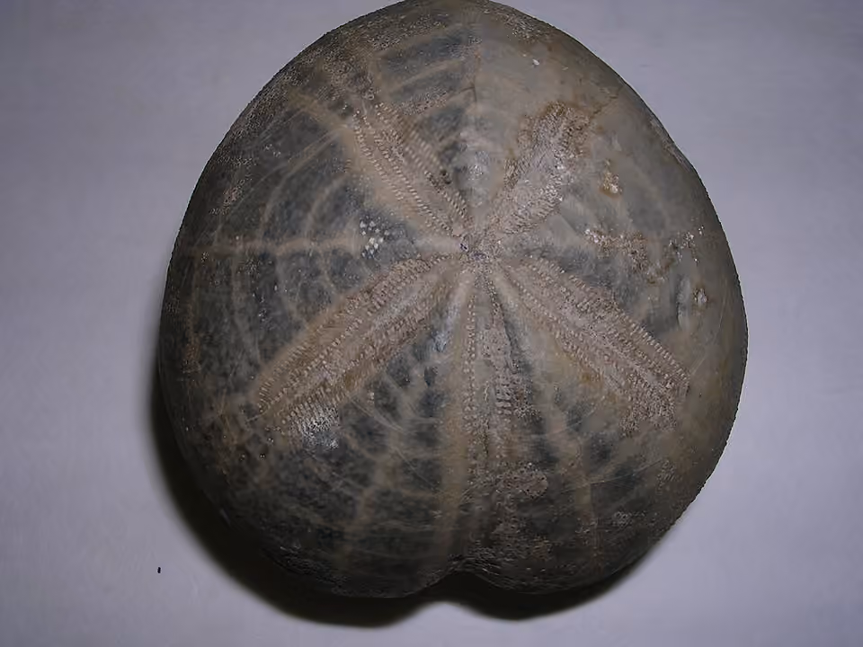 Test fossile d’un oursin du Crétacé photographié sur un fond clair Test fossile d’un oursin du Crétacé photographié sur un fond clair.
