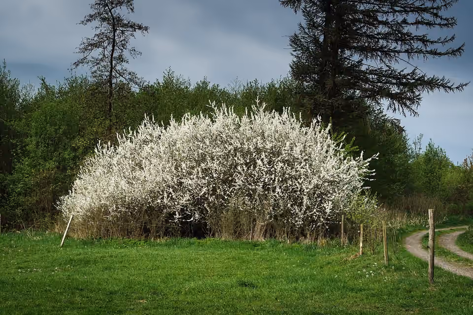 Fourré de prunelliers dans le massif du Vogelsberg, en Allemagne Fourré de prunelliers dans le massif du Vogelsberg, en Allemagne.