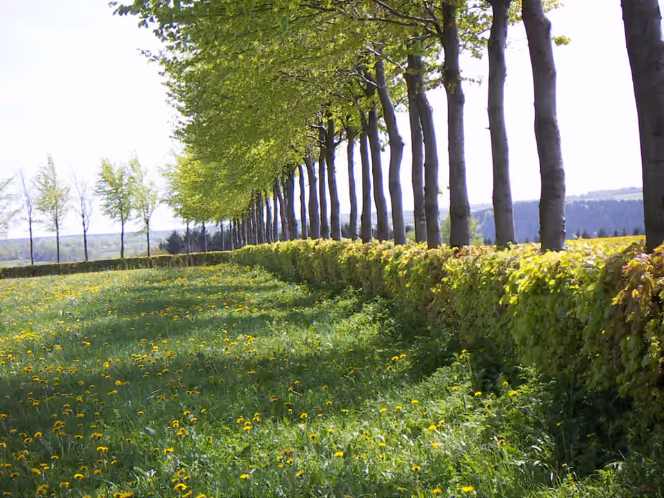 Haies de hêtres bordant des champs dans l’Eifel, avec des arbres laissés plus hauts Haies de hêtres bordant des champs dans l’Eifel, avec des arbres laissés plus hauts.