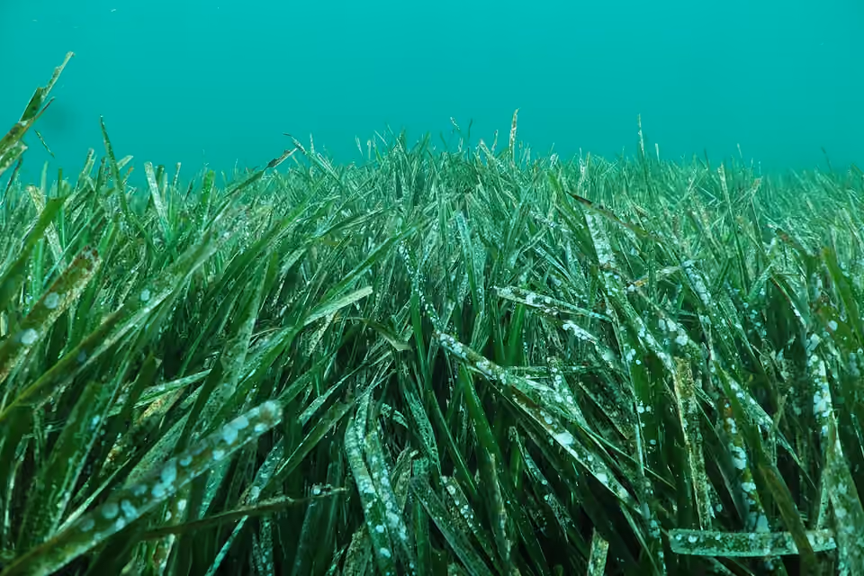 Herbier de posidonies observé sous l’eau dans la calanque de Sormiou, à Marseille Herbier de posidonies observé sous l’eau dans la calanque de Sormiou, à Marseille.