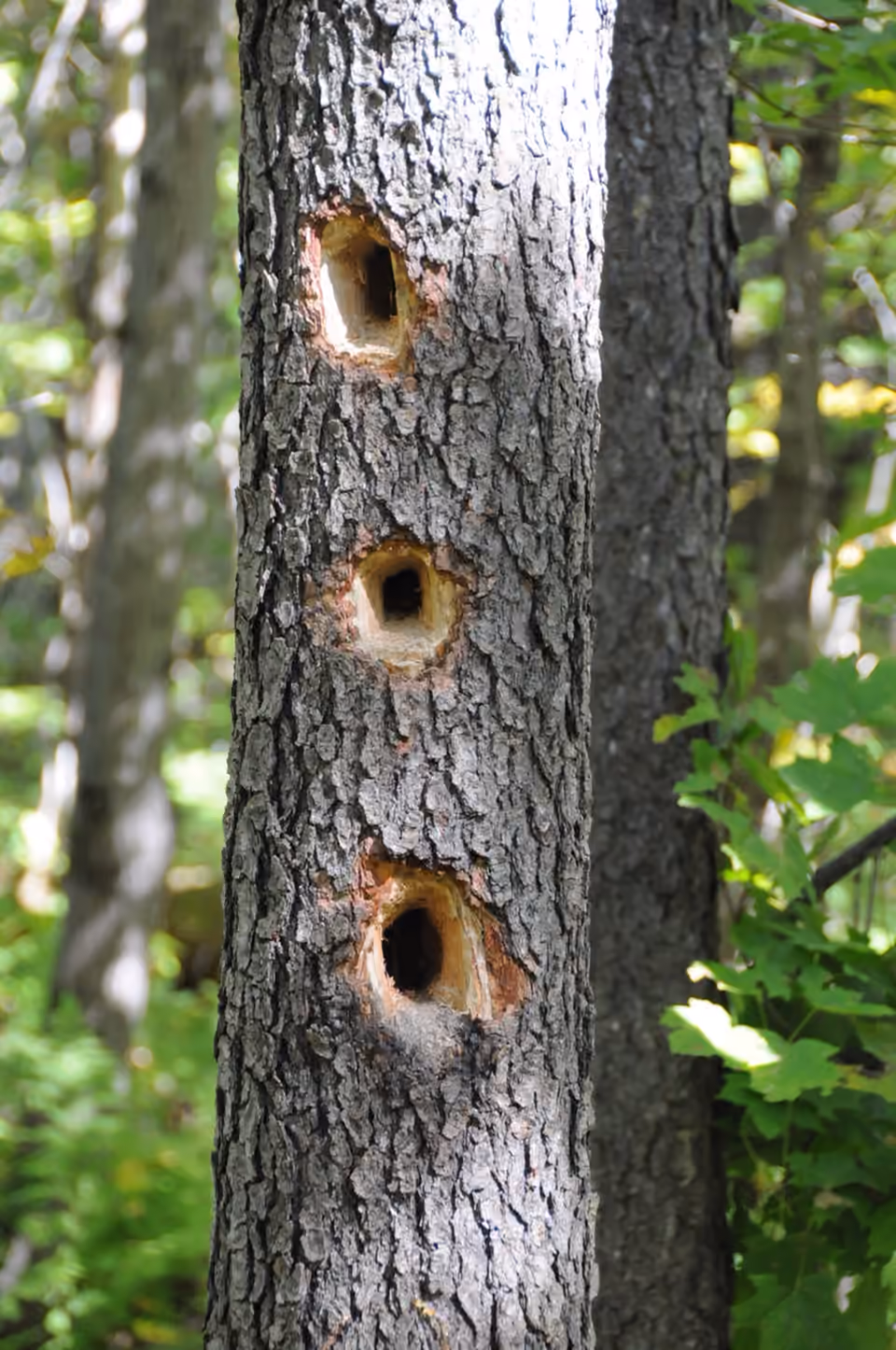Trois cavités creusées par des pics dans un tronc d’arbre Trois cavités creusées par des pics dans un tronc d’arbre.