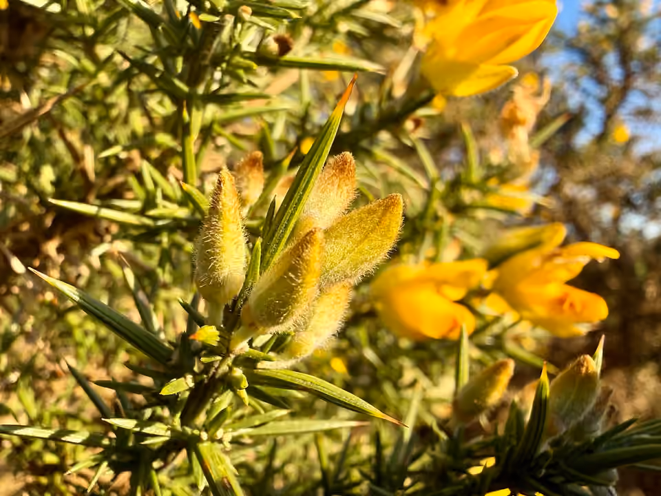 Fleurs jaunes et rameaux épineux d’ajonc d’Europe au Mynydd Carningli, au pays de Galles Fleurs jaunes et rameaux épineux d’ajonc d’Europe au Mynydd Carningli, au pays de Galles.