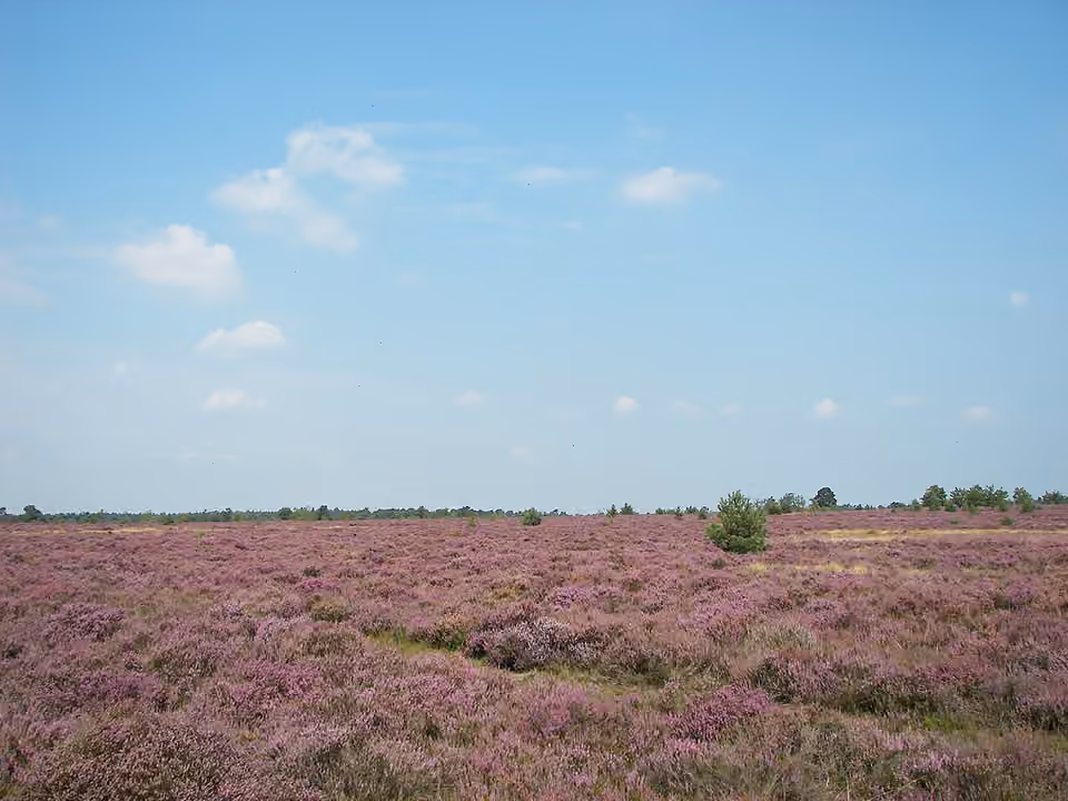 Lande de l’Osterheide près de Schneverdingen, couverte de végétation basse Lande de l’Osterheide près de Schneverdingen, couverte de végétation basse.