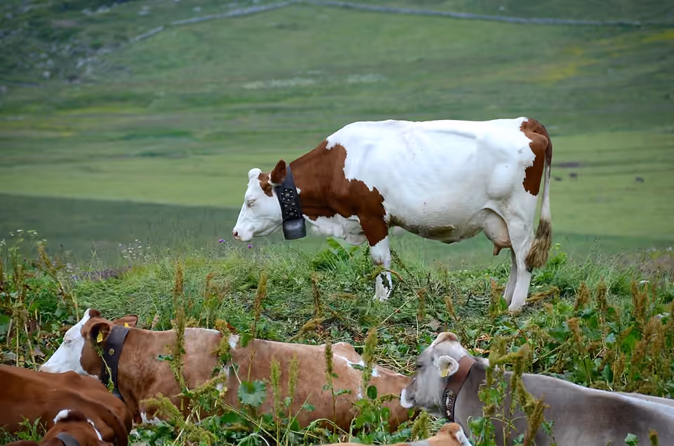 Vaches au pâturage dans un alpage du Valais suisse Vaches au pâturage dans un alpage du Valais suisse.