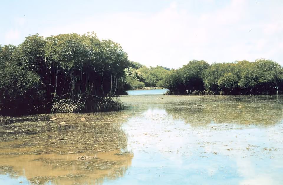 Lagune bordée de mangrove près de Yap Lagune bordée de mangrove près de Yap.