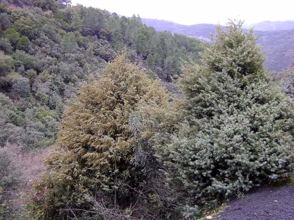 Genévriers cades dans leur habitat de la Sierra Madrona, en Espagne Genévriers cades dans leur habitat de la Sierra Madrona, en Espagne.
