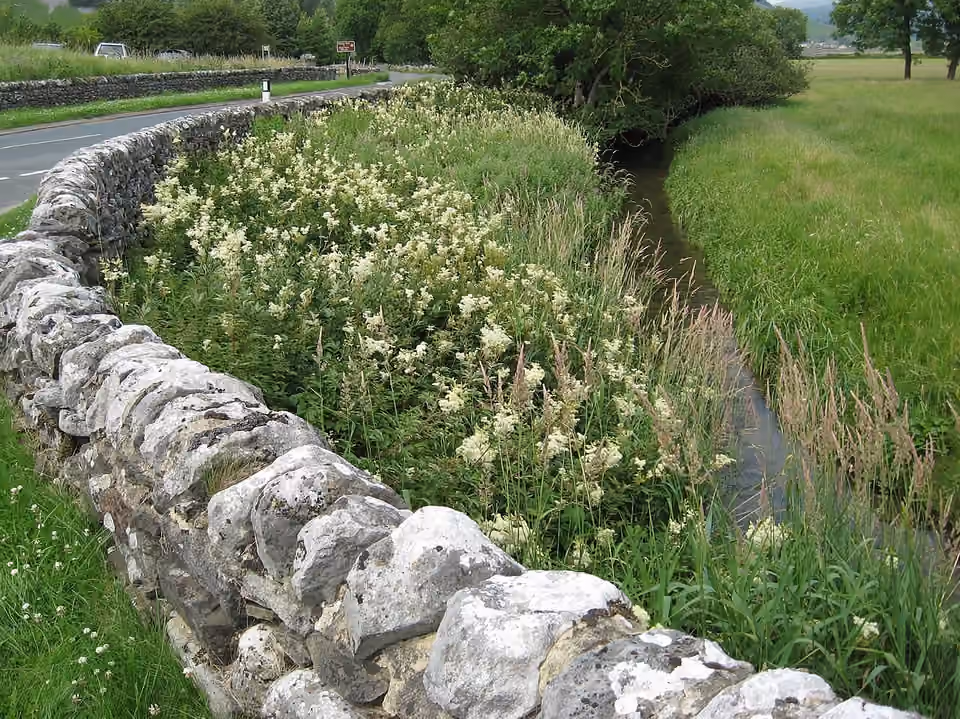 Reine-des-prés en fleurs le long d’un ruisseau près de Conistone, dans le Yorkshire Reine-des-prés en fleurs le long d’un ruisseau près de Conistone, dans le Yorkshire.