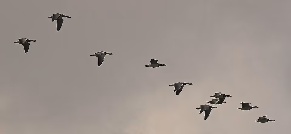 Groupe de bernaches nonnettes volant en formation dans le ciel Groupe de bernaches nonnettes volant en formation dans le ciel.