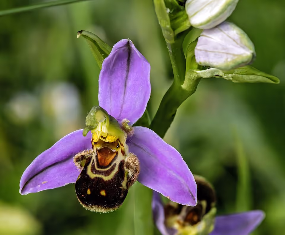 Fleur d’ophrys abeille photographiée à Villeneuve-lès-Bouloc Fleur d’ophrys abeille photographiée à Villeneuve-lès-Bouloc.