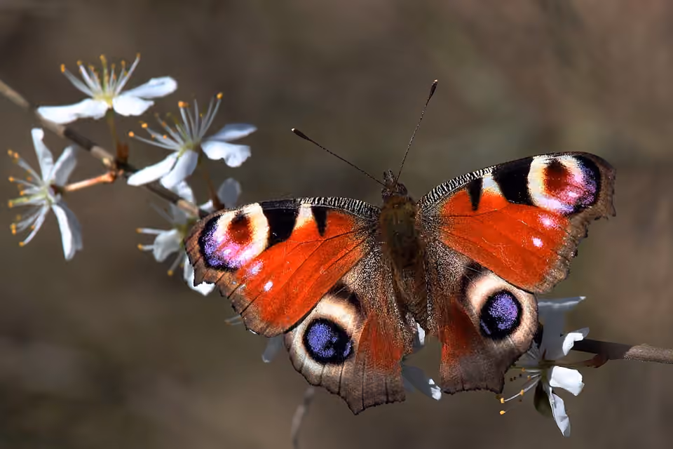 Papillon paon-du-jour aux ailes déployées sur un prunellier Papillon paon-du-jour aux ailes déployées sur un prunellier.