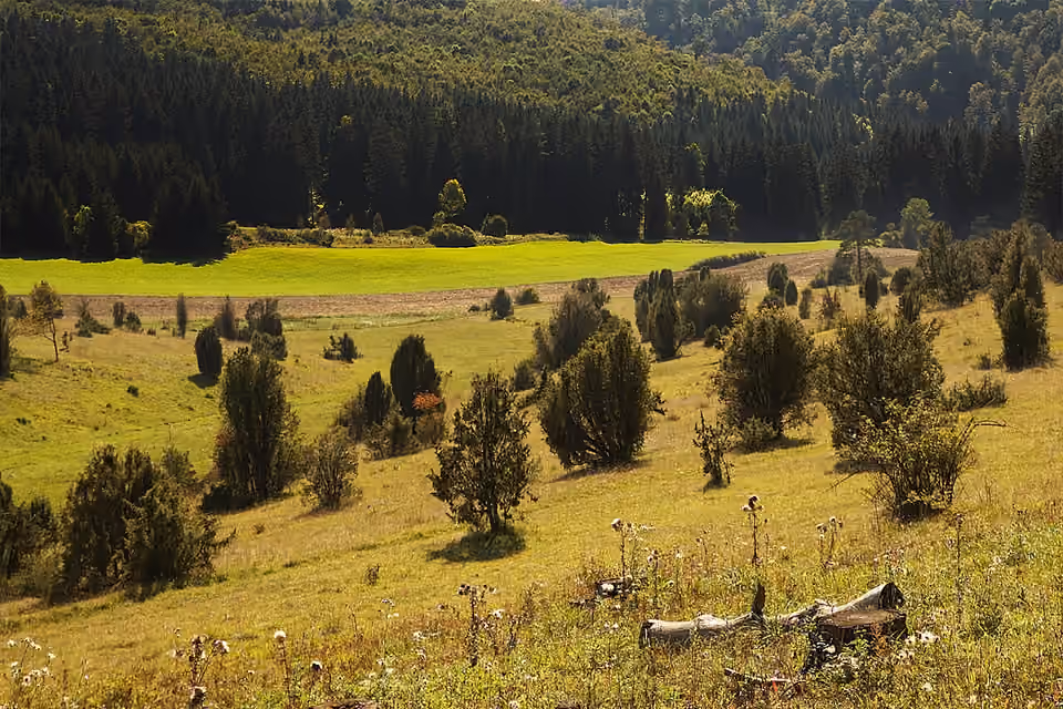 Pelouse calcaire du Digelfeld, dans le Jura souabe Pelouse calcaire du Digelfeld, dans le Jura souabe.