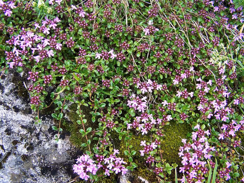 Touffe de thym en fleurs dans les Tatras, à Hala Upłaz Touffe de thym en fleurs dans les Tatras, à Hala Upłaz.