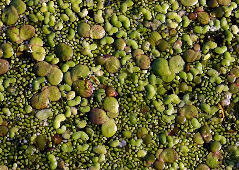 Lentilles d’eau de différentes tailles flottant à la surface d’une mare Lentilles d’eau de différentes tailles flottant à la surface d’une mare.