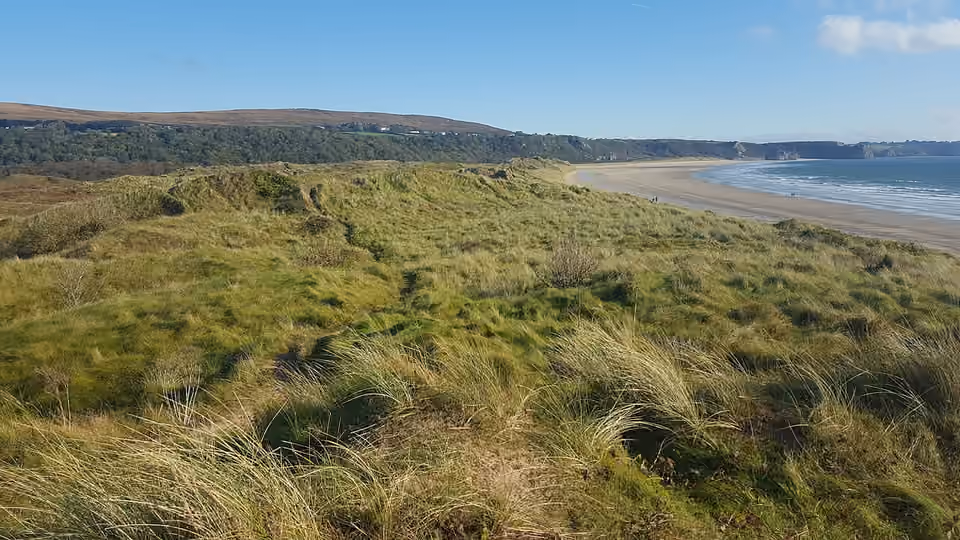 Oyat poussant dans les dunes de la baie d’Oxwich, au pays de Galles Oyat poussant dans les dunes de la baie d’Oxwich, au pays de Galles.