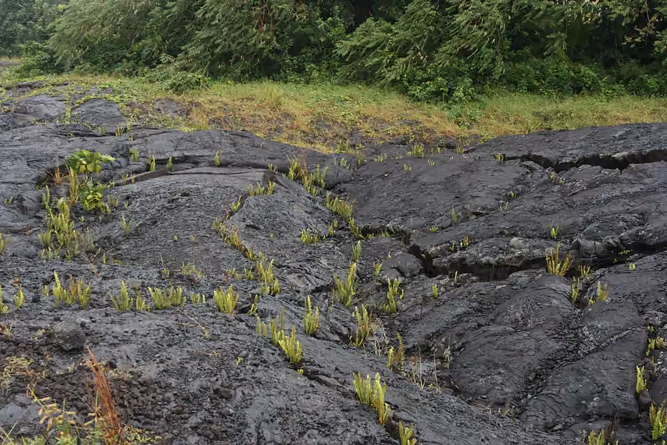 Petites plantes colonisant les fissures d’une coulée de lave à Hawaï Petites plantes colonisant les fissures d’une coulée de lave à Hawaï.