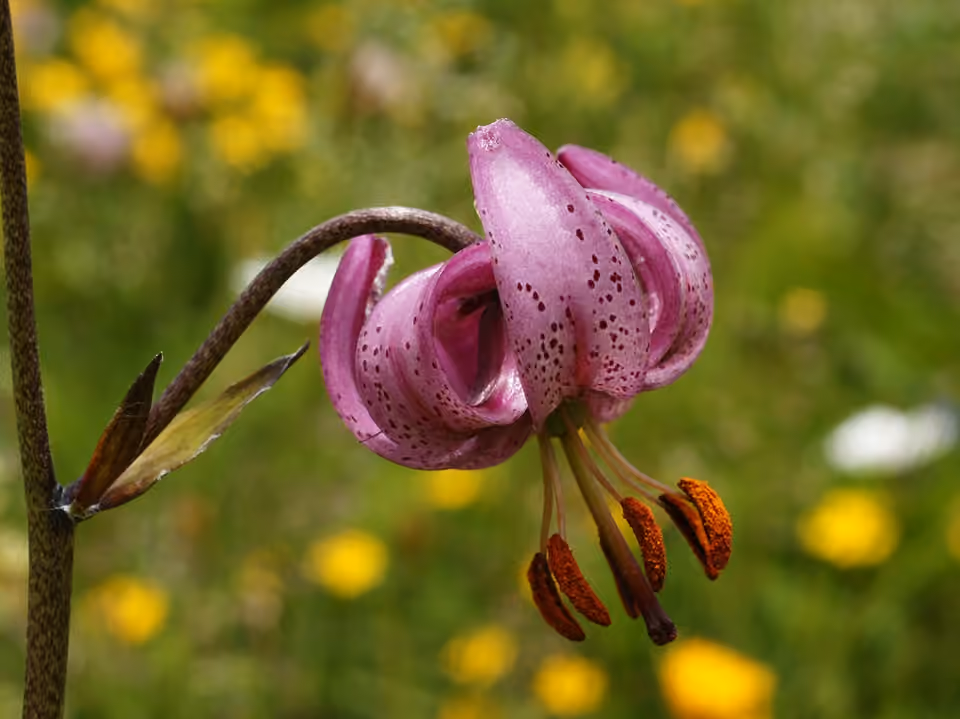 Lys martagon en fleur près du col du Grand-Saint-Bernard, du côté italien Lys martagon en fleur près du col du Grand-Saint-Bernard, du côté italien.