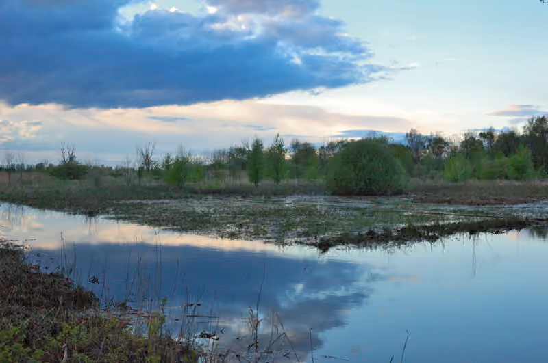 Prairie inondée près de Hohenau, en Basse-Autriche Prairie inondée près de Hohenau, en Basse-Autriche.