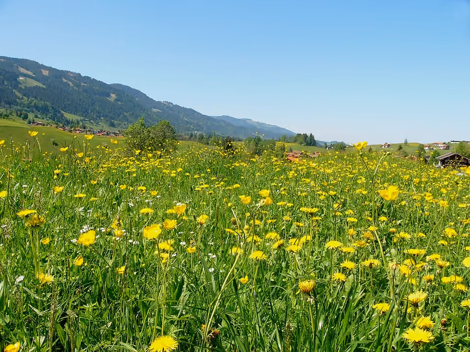 Prairie de fleurs sauvages près d’Obermaiselstein dans les Alpes bavaroises Prairie de fleurs sauvages près d’Obermaiselstein dans les Alpes bavaroises.