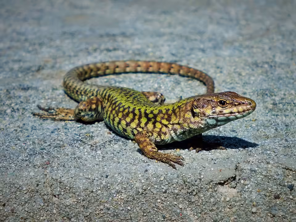 Lézard des murailles près de la rivière Entella Lézard des murailles près de la rivière Entella.
